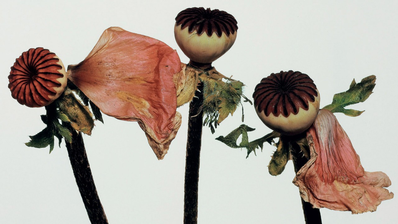 La fascinación de Irving Penn por las flores