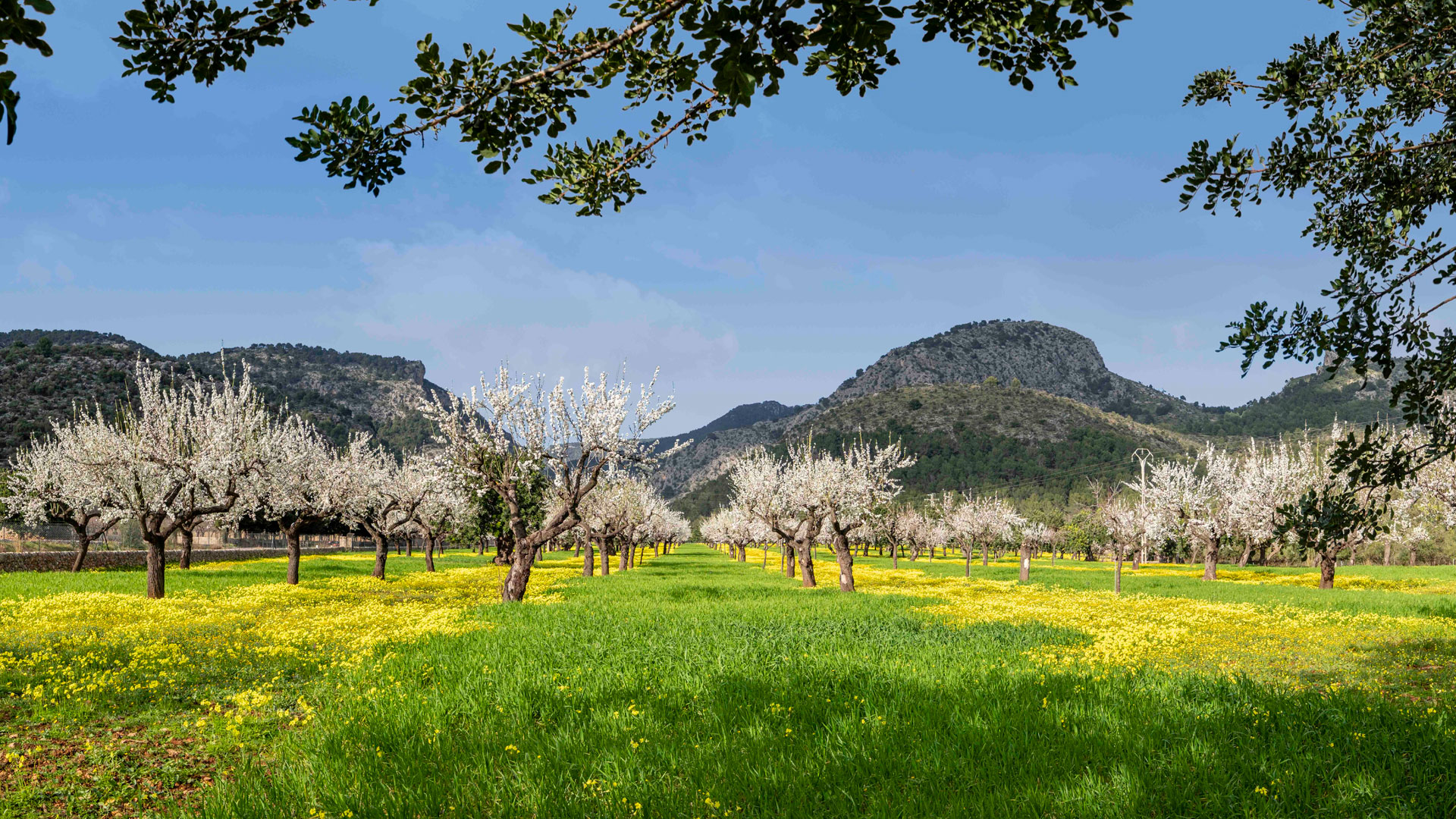 7 millones de almendros florecen en Mallorca