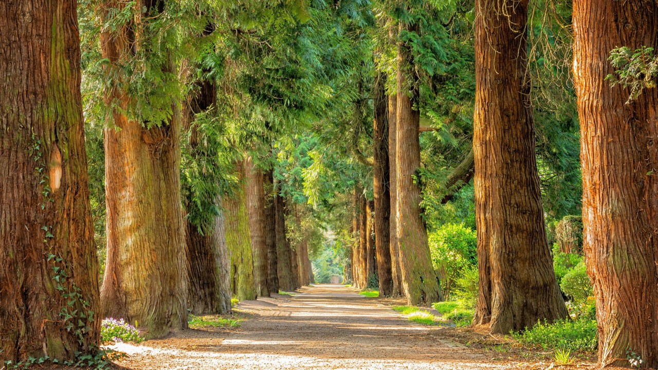 Bosques: la naturaleza a nuestro servicio