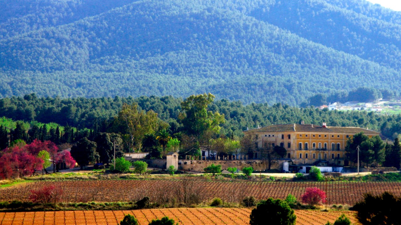 Descubriendo la uva Monastrell ecológica